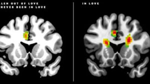 ماذا يحدث في الدماغ عندما نقع في الحب  %D9%8A%D8%B3661-300x169