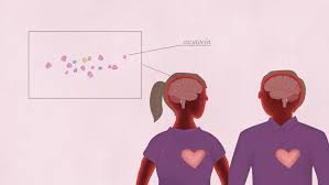 ماذا يحدث في الدماغ عندما نقع في الحب  %D9%8A%D8%B3662