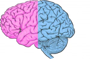 ماذا يحدث في الدماغ عندما نقع في الحب  Brain%D8%AA%D9%86%D8%B9%D9%86-300x197